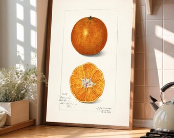 Vintage Satsuma Fruit Print: A A Newton Botanical Art (A4/A3) - Etsy