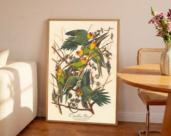 John James Audubon - Carolina Parrot / Arte vintage / Arte murale / Inaugurazione della casa / Regalo / Regalo / Giclée