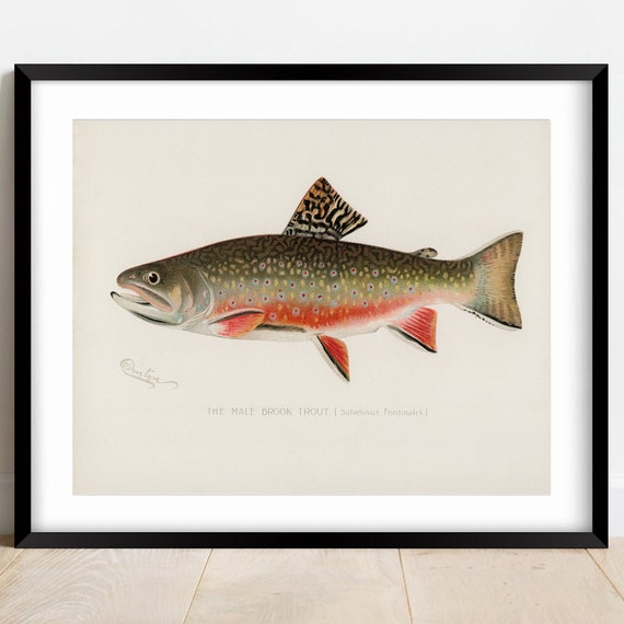 Male Brook Trout Fishing, Wall Art, Gift for Dad, Vintage, Poster