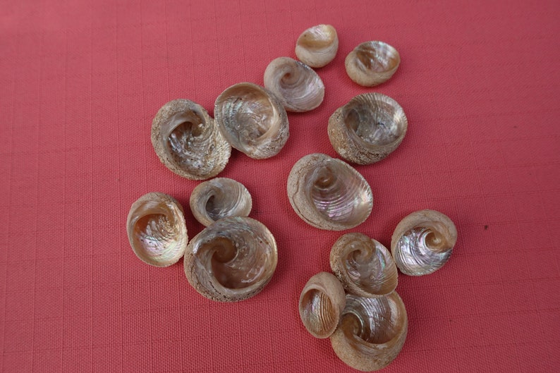 Babys Ear Seashells Moon Snail Seashells Australian Etsy