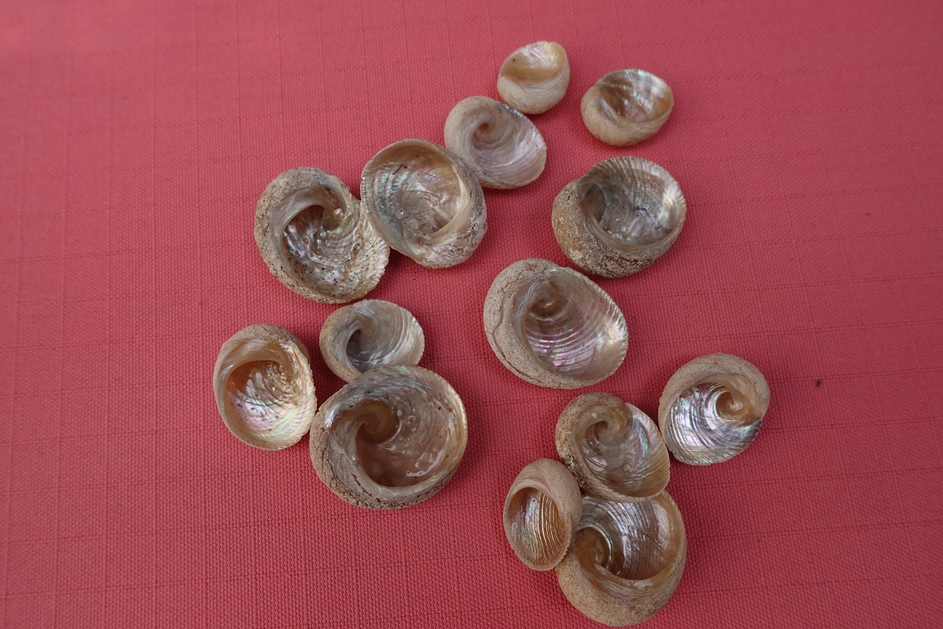 Babys Ear Seashells Moon Snail Seashells Australian Etsy