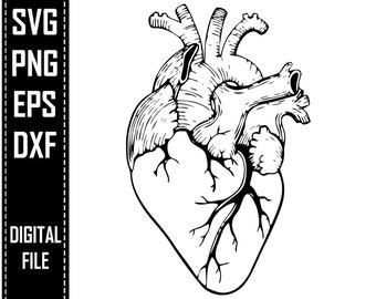 Free Free Heart Anatomy Svg 902 SVG PNG EPS DXF File