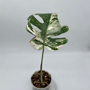 Highly Variegated Monstera Albo - Fully Rooted Stem Cutting w/ active growth point
