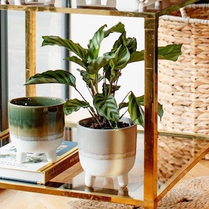May include: Two potted plants with green leaves in white ceramic pots with four legs. The pots have a white glaze with a brown stripe around the middle. The plants are sitting on a glass shelf with a gold metal frame.