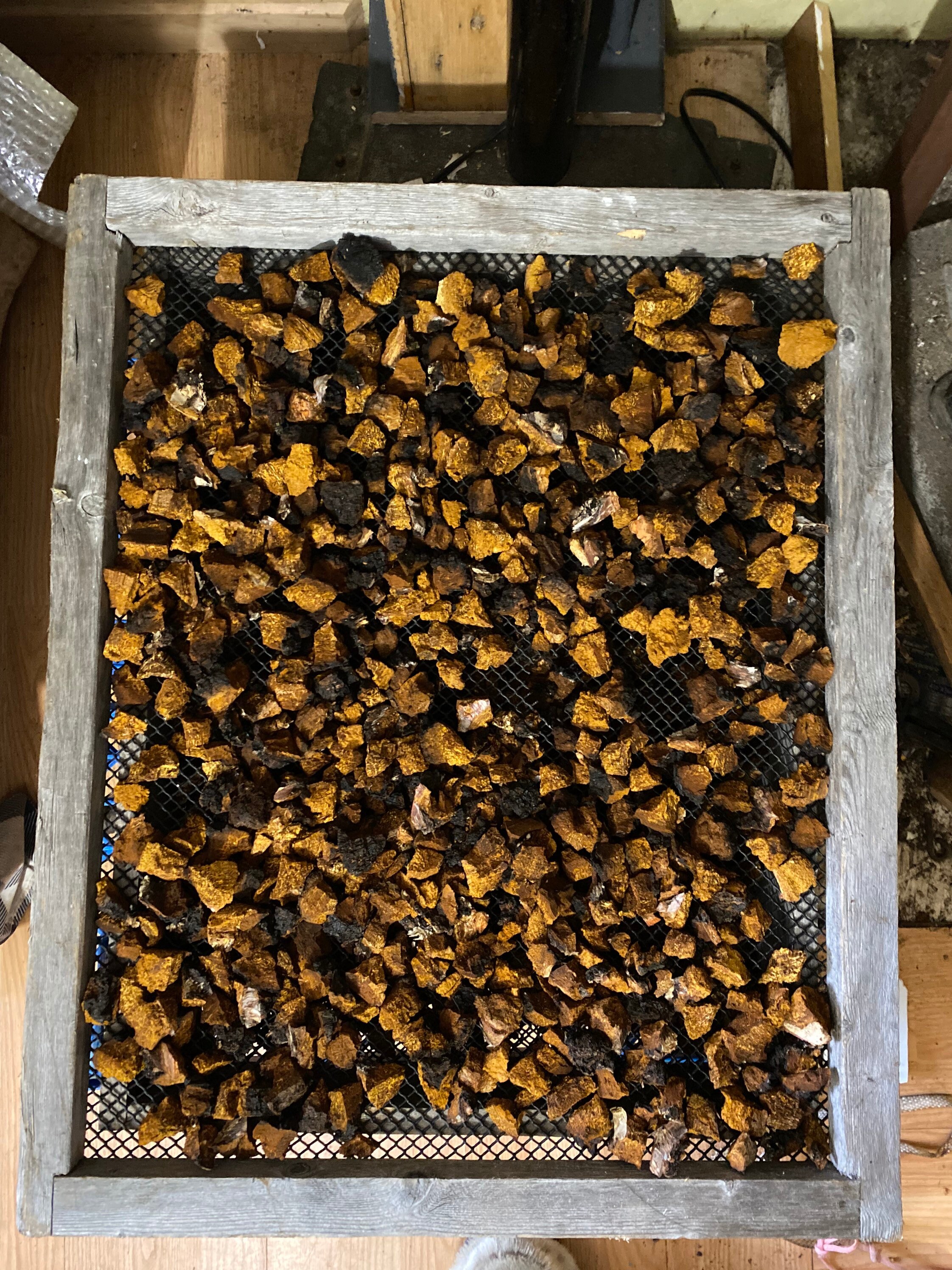 thumbnail image 2 of Wild Canadian Dry Chaga Mushroom Tea Chunks – 9 Oz Nuggets From Living Birch Trees, Sayan Brand 2 of 3
