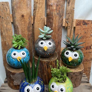 Könnte beinhalten: Fünf eulenformige Keramik-Pflanzgefäße, jeweils mit einem einzigartigen Farbschema und gefüllt mit verschiedenen Sukkulenten und Pflanzen. Die Pflanzgefäße haben weiße Augen und gelbe Schnäbel und verleihen der Dekoration einen skurrilen Touch.