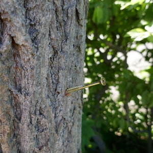 Peut inclure: Gros plan d'une vis dor&eacute;e enfonc&eacute;e dans un tronc d'arbre. La vis est partiellement visible, avec la t&ecirc;te et une partie de la tige qui d&eacute;passent de l'&eacute;corce.