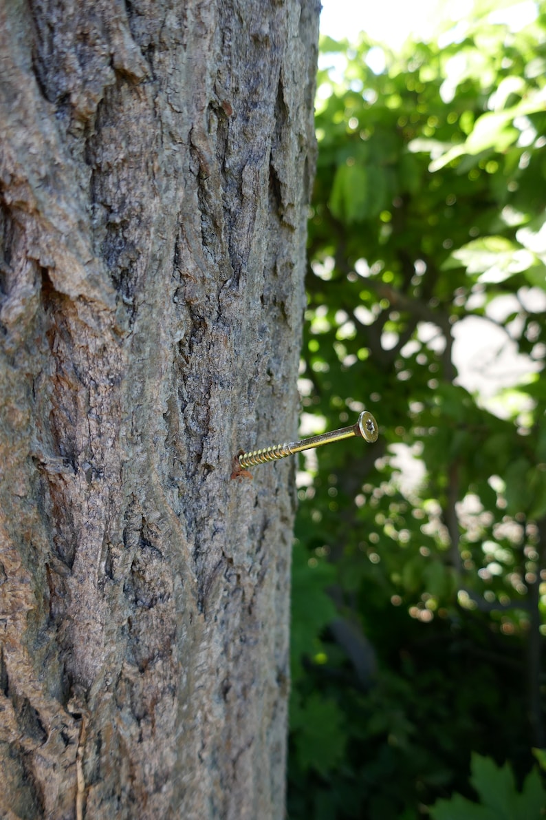 Peut inclure: Gros plan d'une vis dor&eacute;e enfonc&eacute;e dans un tronc d'arbre. La vis est partiellement visible, avec la t&ecirc;te et une partie de la tige qui d&eacute;passent de l'&eacute;corce.
