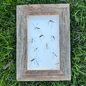 Mosquito Print
