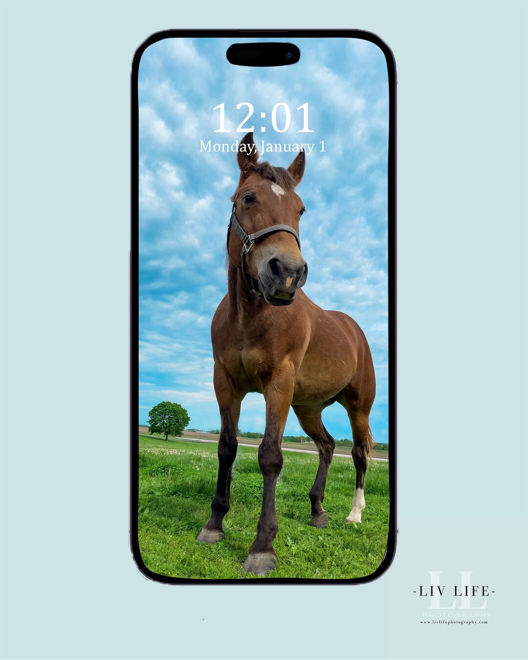 Horse Mobile Wallpaper Wallpaper for the Horse Lover iPhone Android