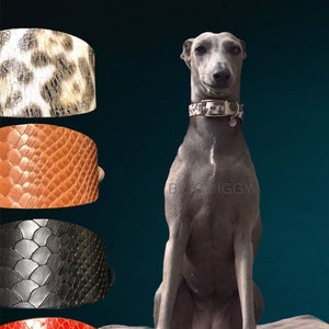 Buddha Paisley Italian Greyhound Collar