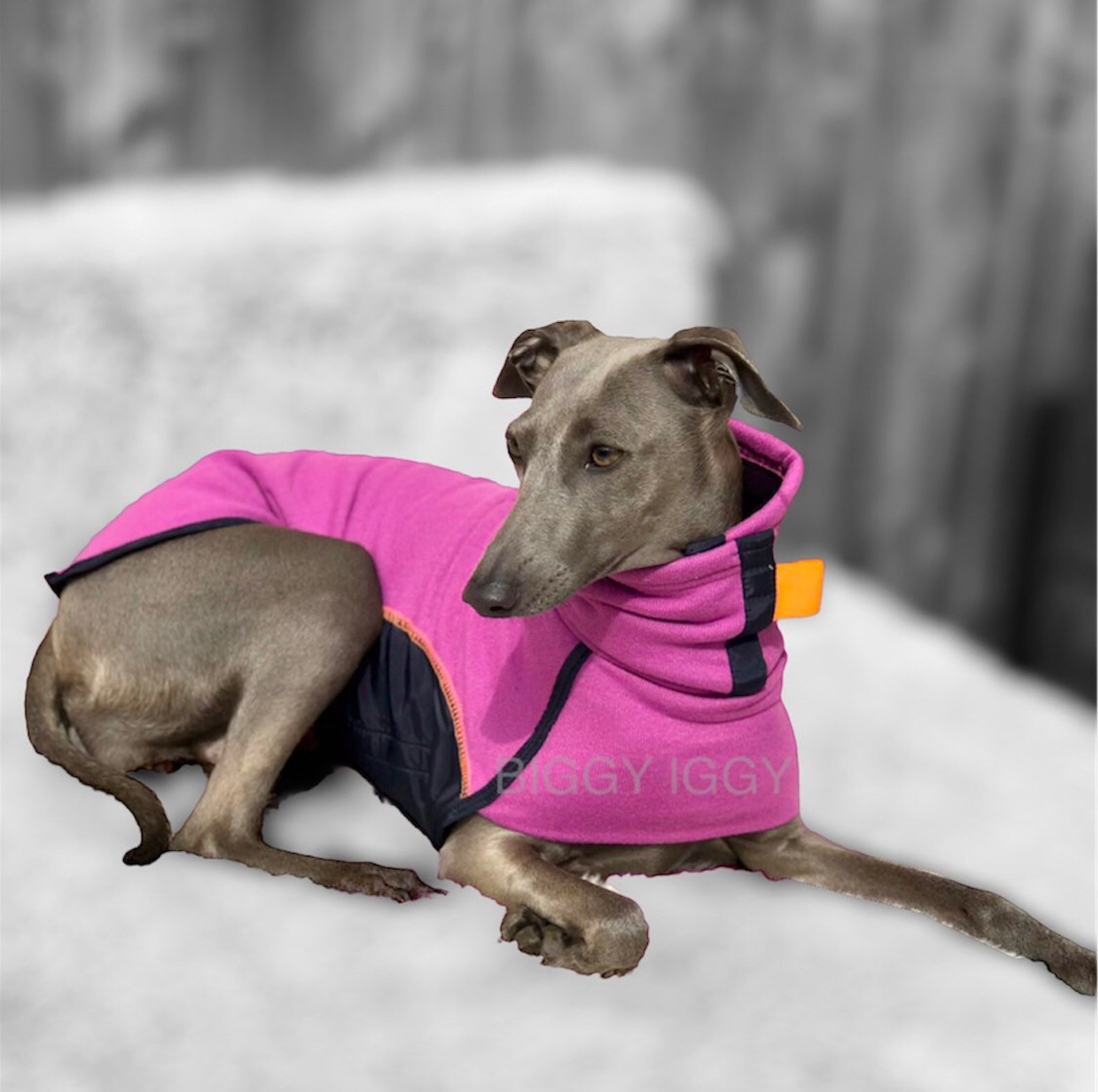 Dog Walking Coat Standard Shape Lightweight Jersey Perfect for Etsy