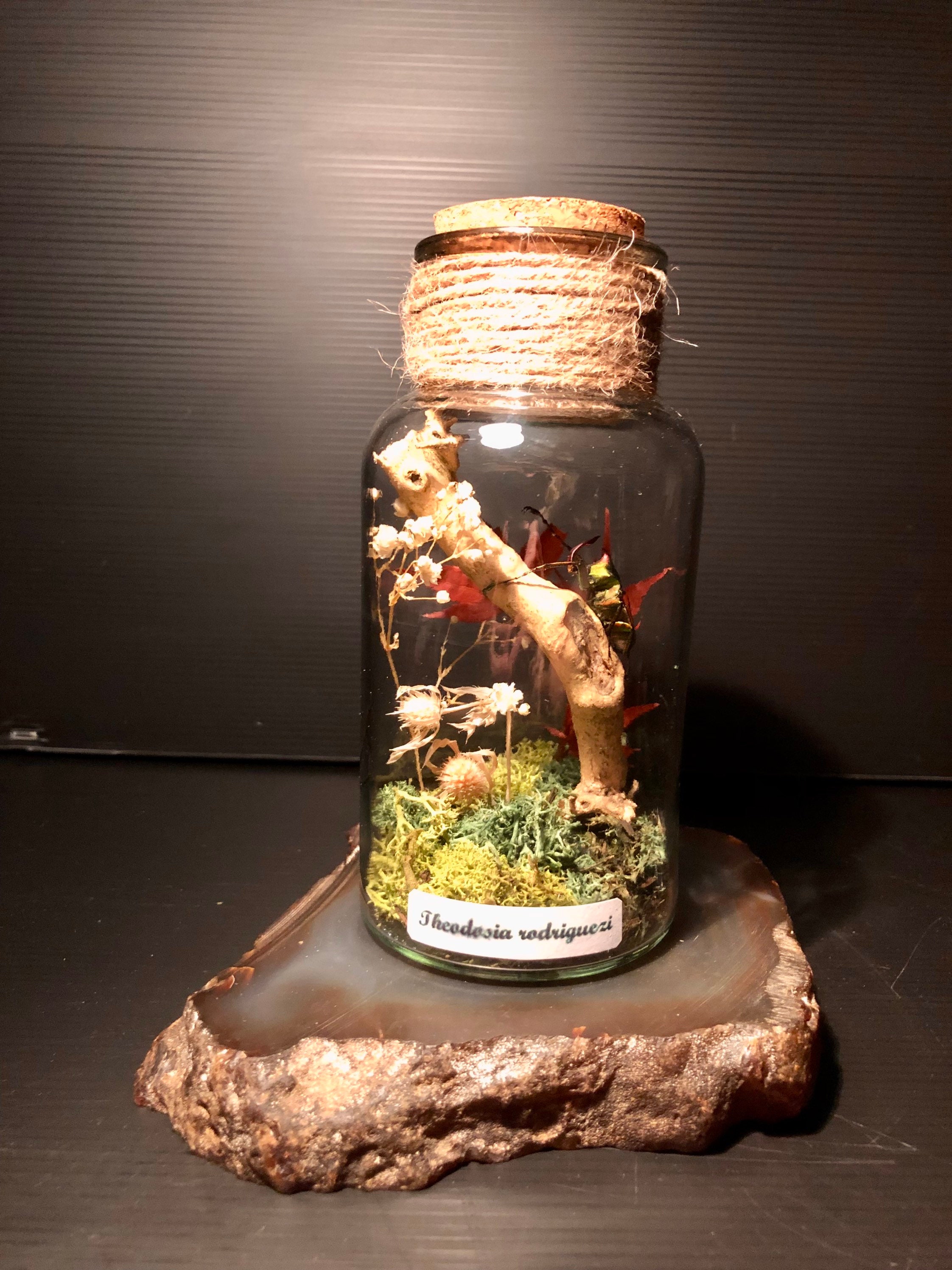 Theodosia Rodriguezi Naturalisé