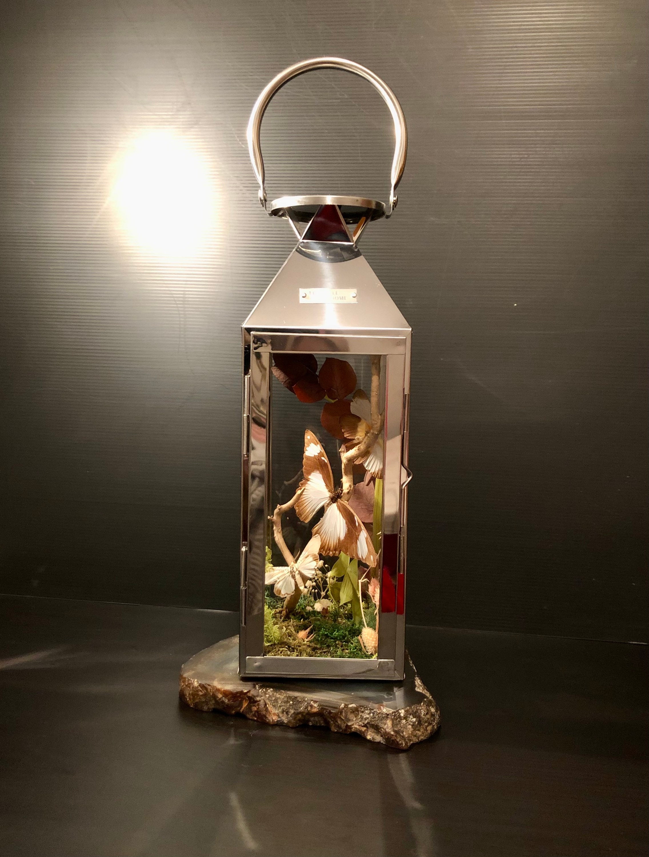 Lanterne et Branche Aux Papillons/Curiosité Entomologie