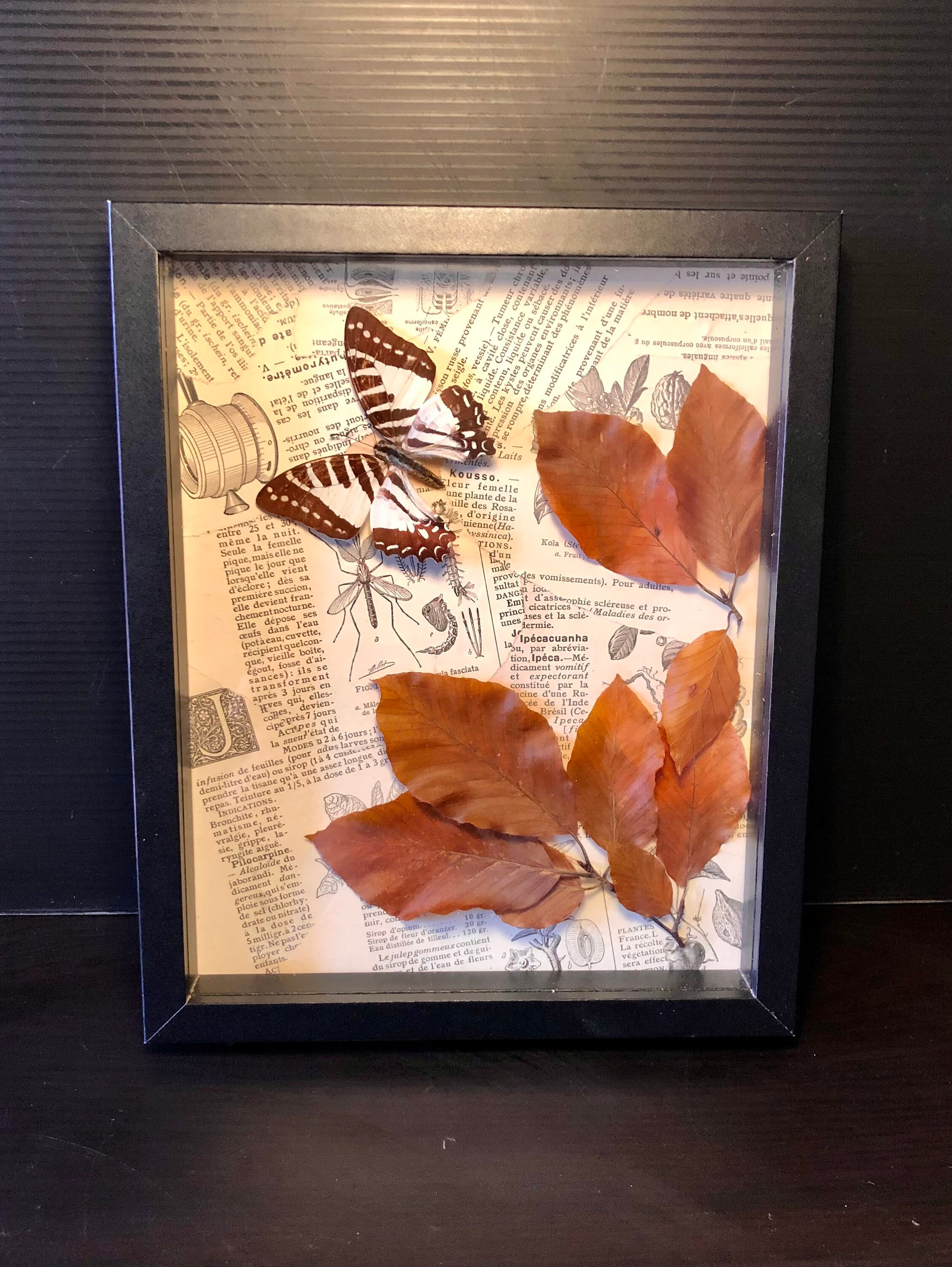 Cadre Entomologique avec Collage/Curiosité Herbier