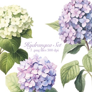 Watercolor Hydrangea Cipart PNG Set (7)