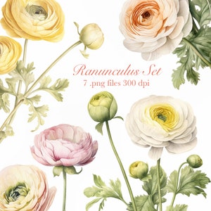 Watercolor Ranunculus Clipart PNG Set (7)
