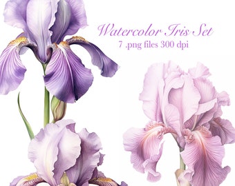 Watercolor Iris Clipart PNG Set (7)