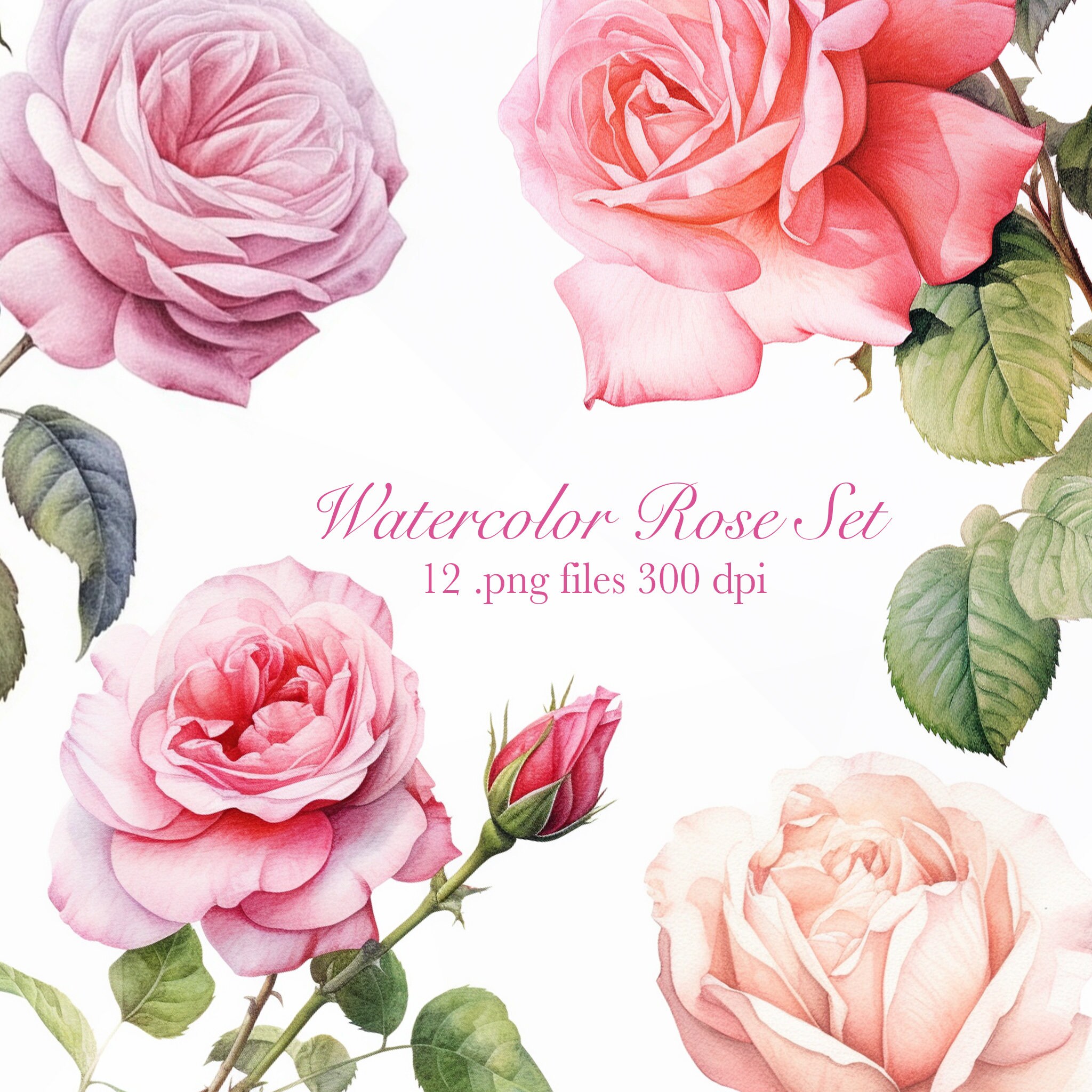 Watercolor Roses Clipart PNG Set (12) - Etsy