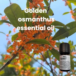 Golden Osmanthus Pure Oil Osmanthus Essential Oil Pure Plant Oil Delicate 100% pure essential oil requires dilution before skin contact