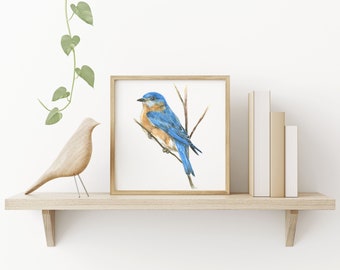 Eastern Bluebird Watercolor - digital print