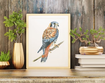 American Kestrel Watercolor - Digital Download