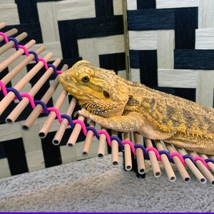 Lizard Lounger