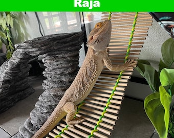 Lizard Lounger