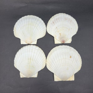 May include: Four white scallop shells with a ribbed texture. The shells are arranged in a square pattern on a black background.