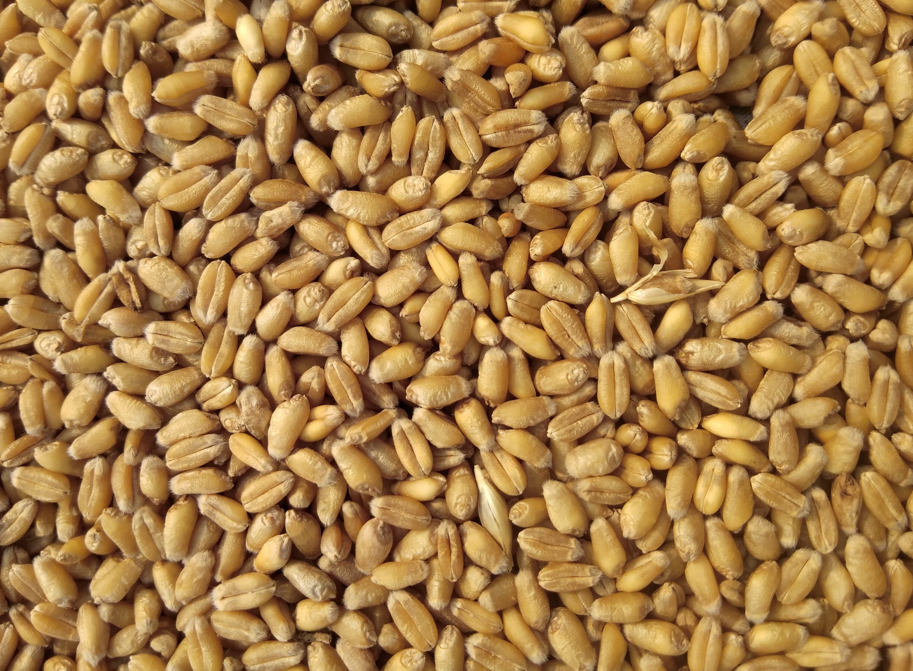 Organic Wheat Berries Whole Wheat Grain NonGMOby Food to Etsy