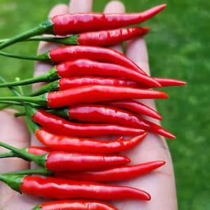 Hot Thai Pepper Organic