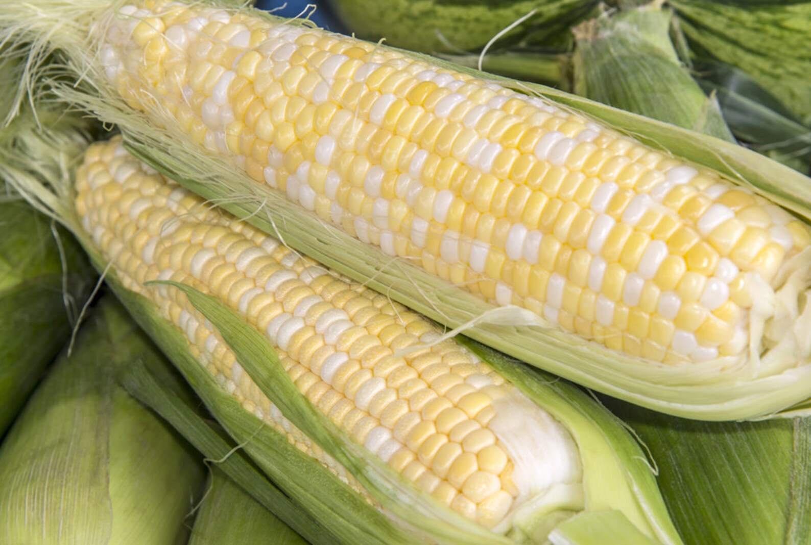 Peaches N Cream Sweet Corn Seeds Etsy