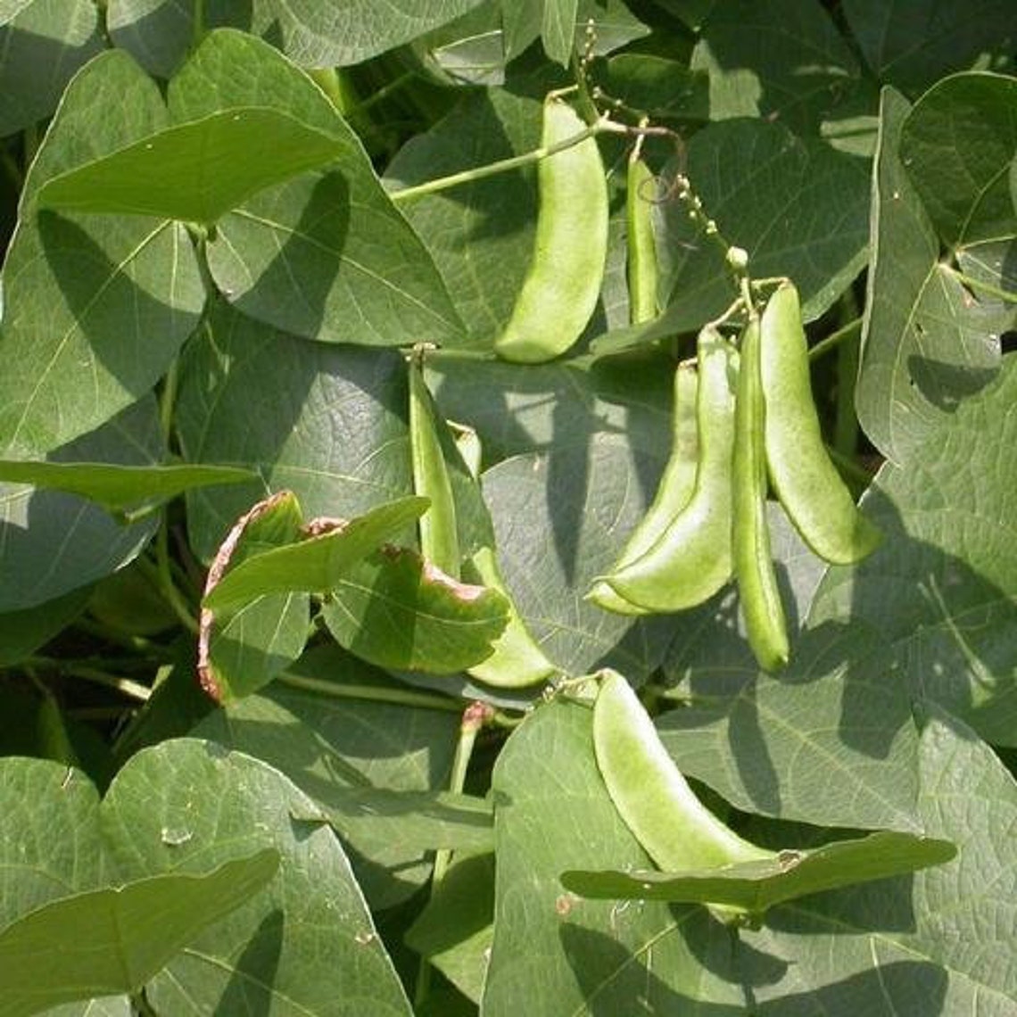 Fordhook Lima Beans 242 Seeds....nice Big Beans Etsy