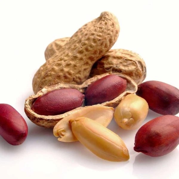 Peanut Bailey's JUMBO Peanut Seed (2 oz) 60+ seeds