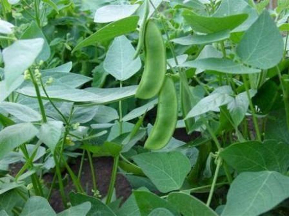 Fordhook Lima Beans 242 Seeds....nice Big Beans Etsy