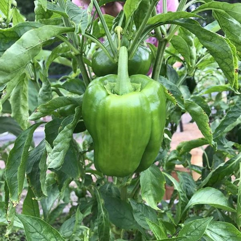 California Wonder Bell Pepper Seed Etsy