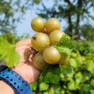 Scuppernong Grape Seeds (Big Bronze/Green Grapes)