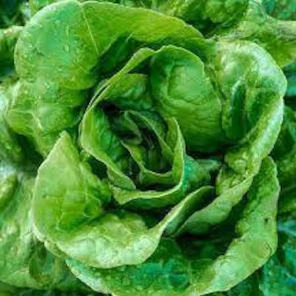 Lettuce Buttercrunch - NON GMO - Premium Seeds