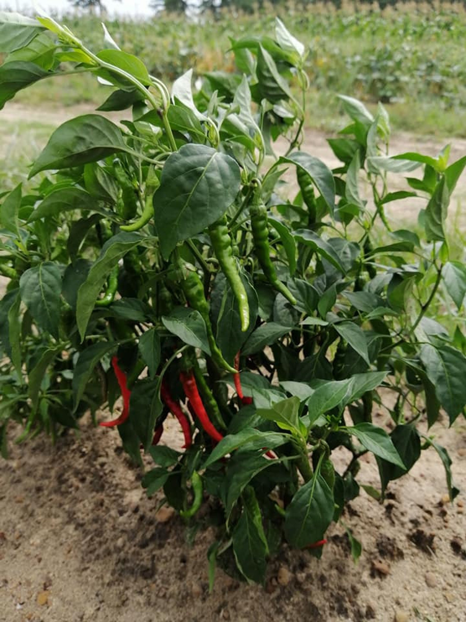 CAYENNE Long Slim HOT PEPPER 150 Seeds Organic Etsy