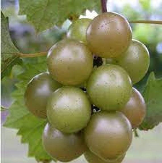 Scuppernong Grape Seeds big Bronze/green Grapes Etsy