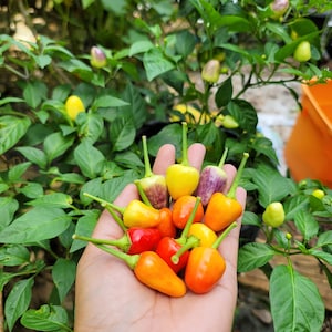 Firecracker Ornamental Pepper - HOT