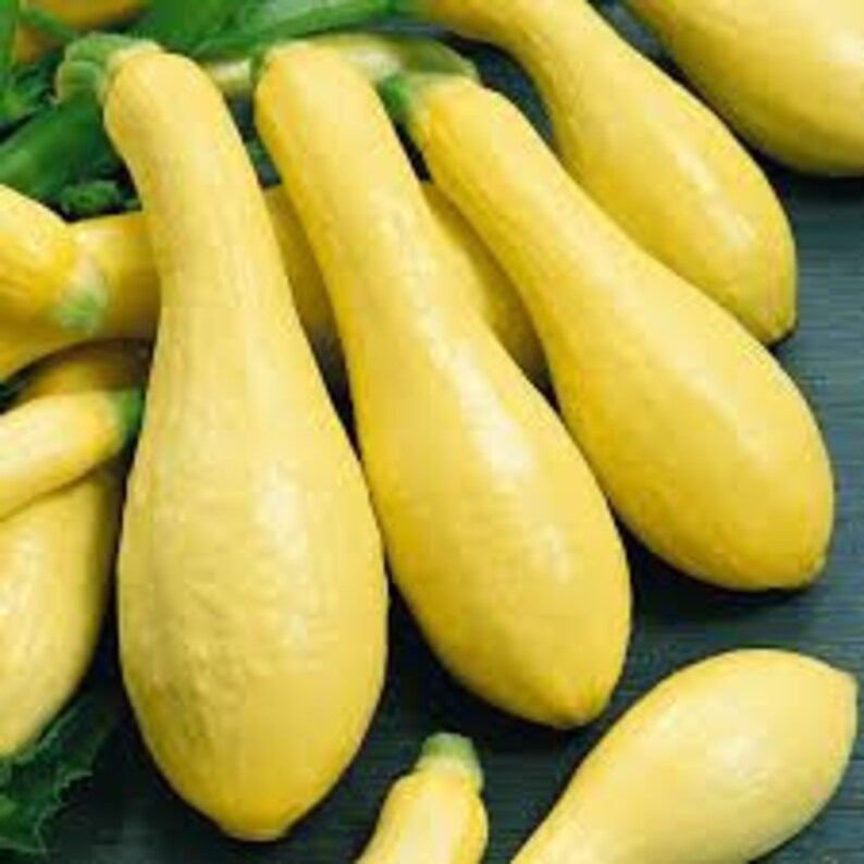 Early Prolific Straight Neck Yellow Squash Etsy UK