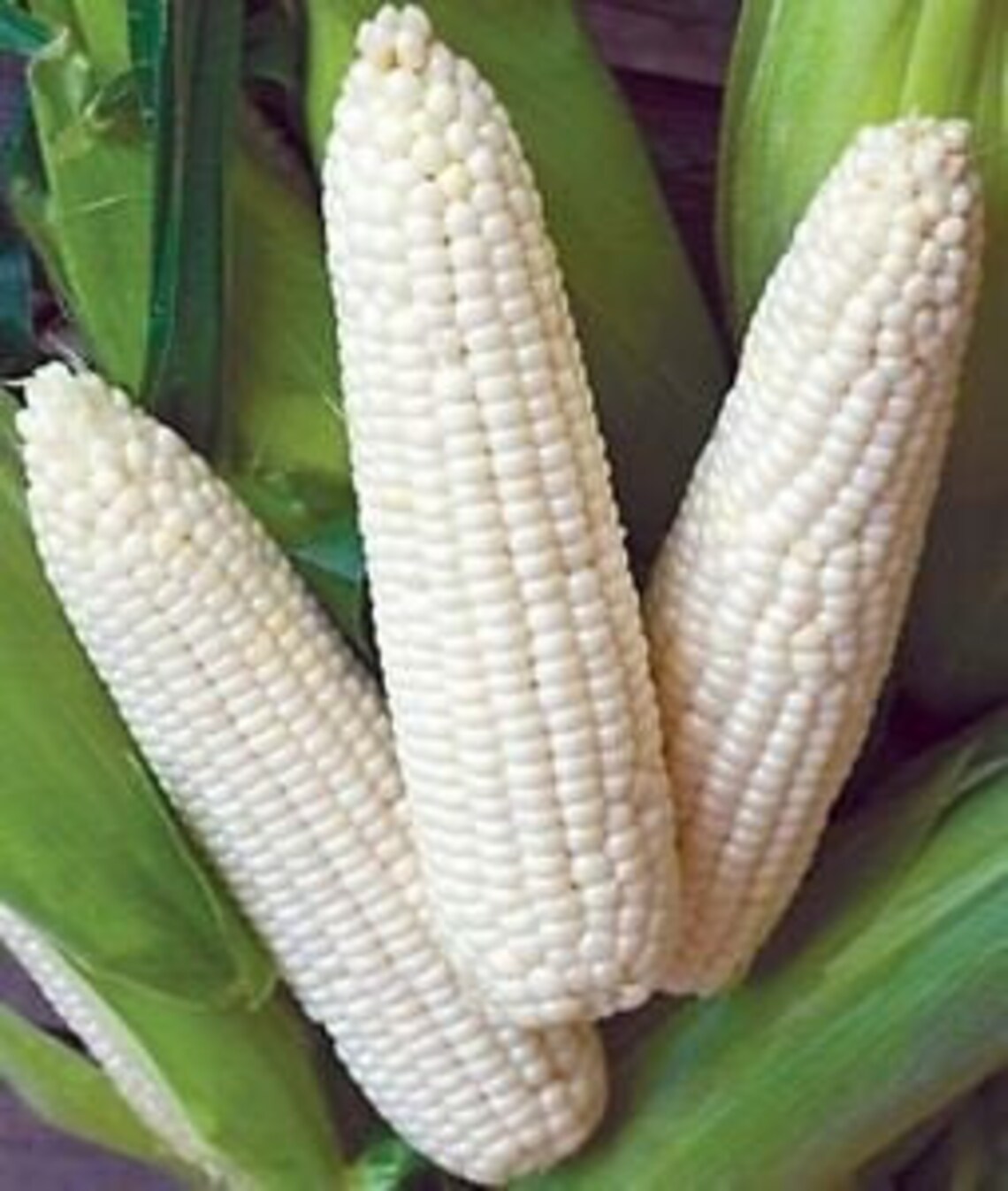 Silver Queen Corn Seeds Etsy