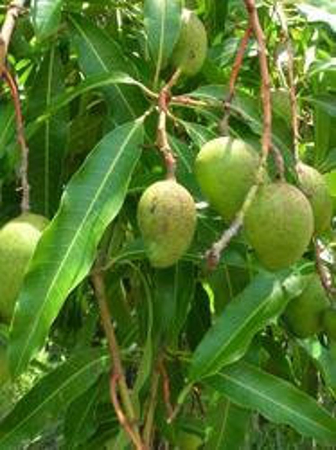 Fresh Dried Mango Leaves Powder 100 Organic Etsy