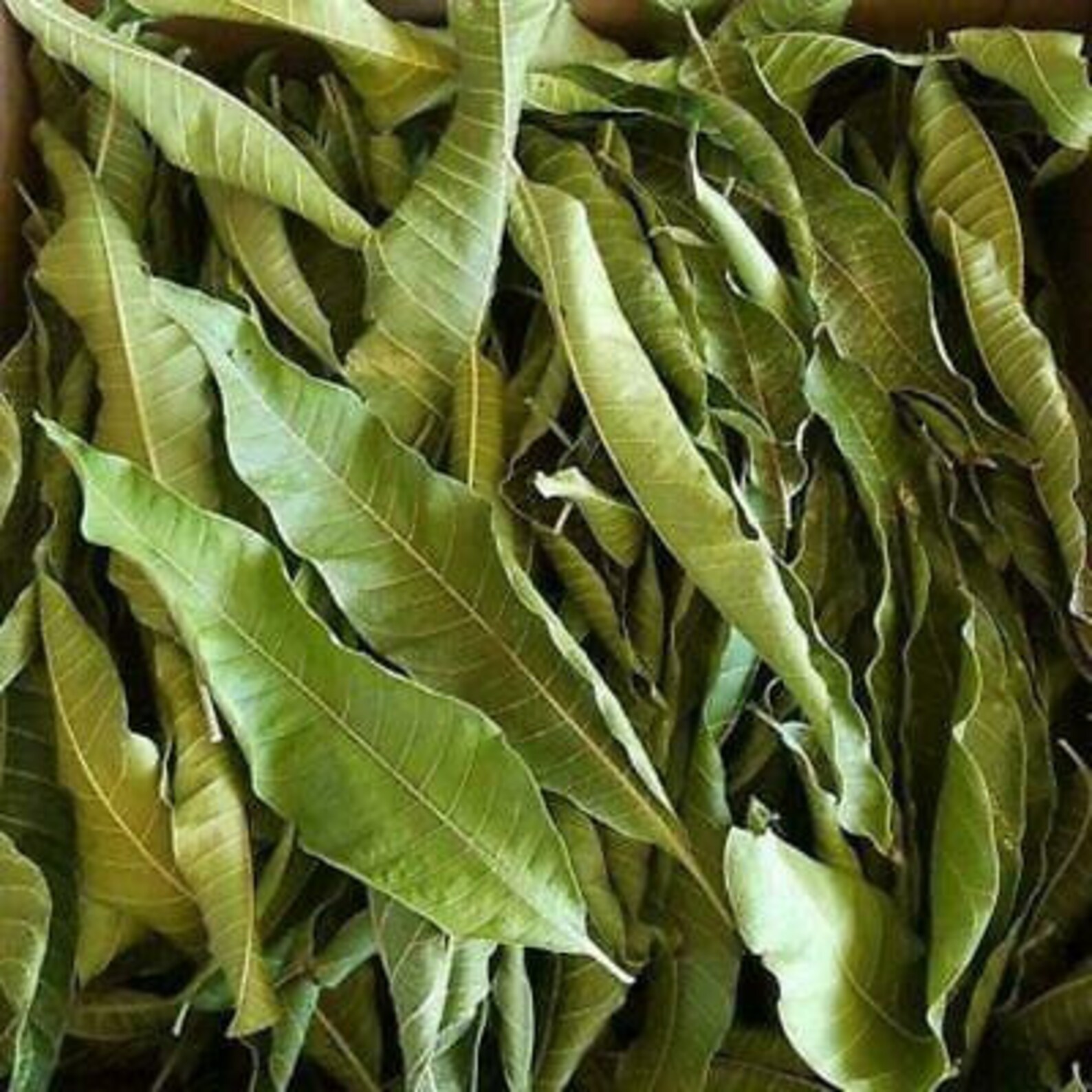 Fresh Dried Mango Leaves Powder 100 Organic Etsy