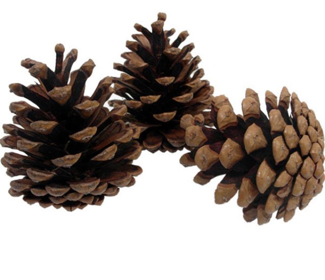 50 x Dried Pine CONES Mixed Sizes 710cms Free UK Etsy