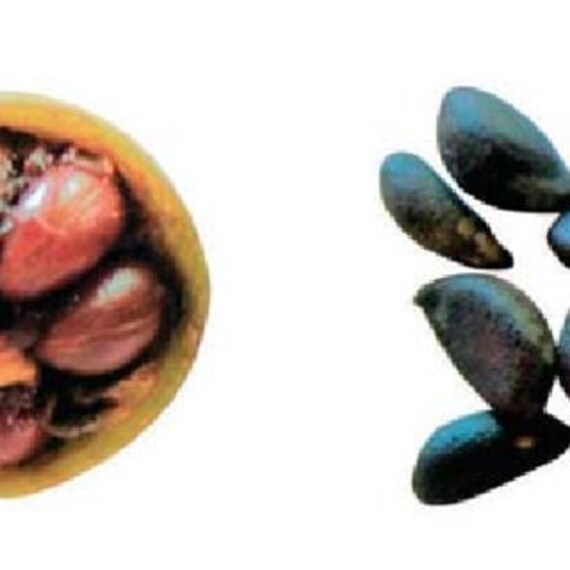 100 Diospyros ebenum Seeds India Ebony Tree Seeds Ceylon Ebony Seeds 100 Diospyros ebenum Seeds India Ebony Tree Seeds Ceylon Ebony Seeds