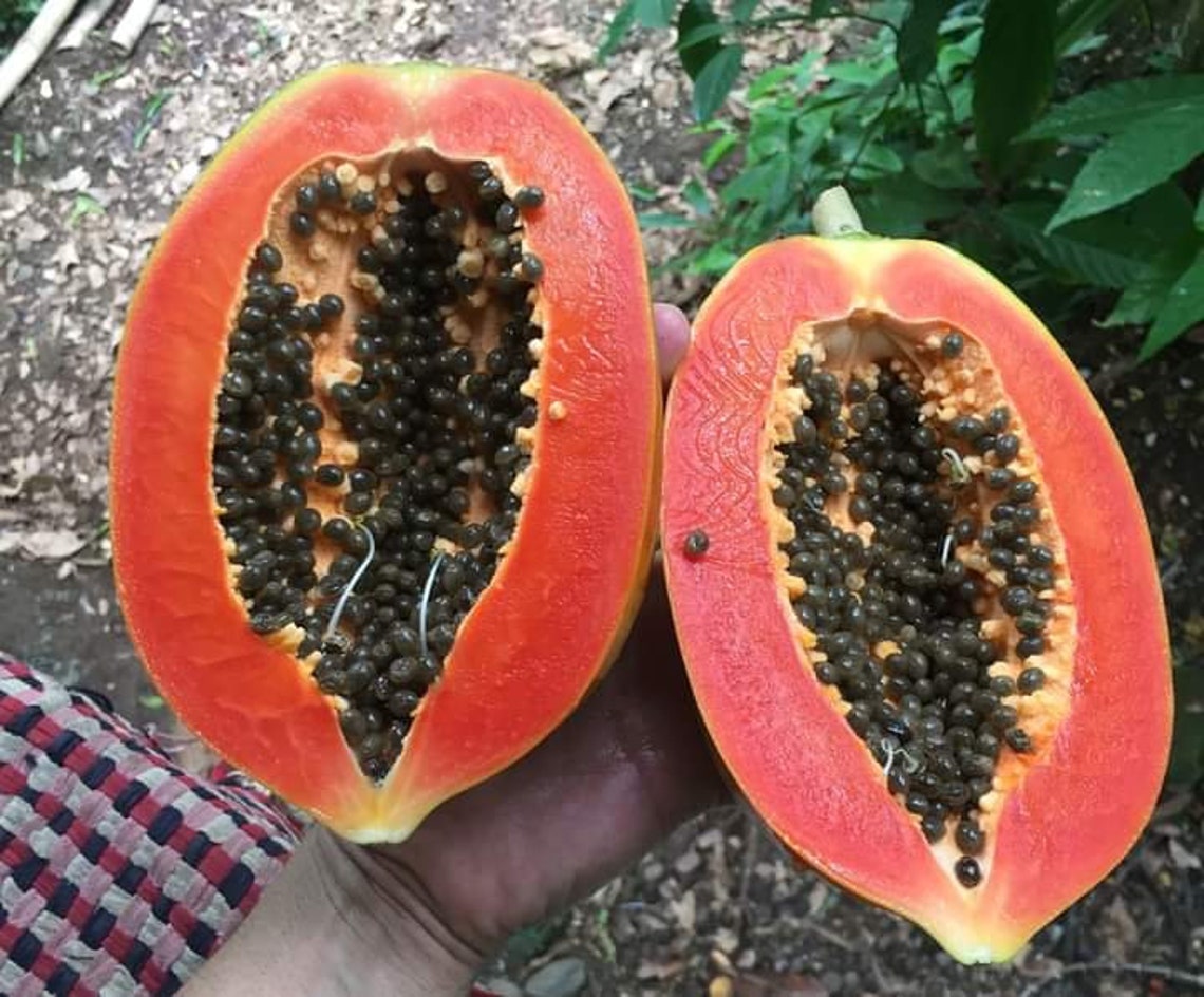 50 Dwarf Waimanalo Papaya Fastgrowing Fruit Tree Tropical Etsy Australia