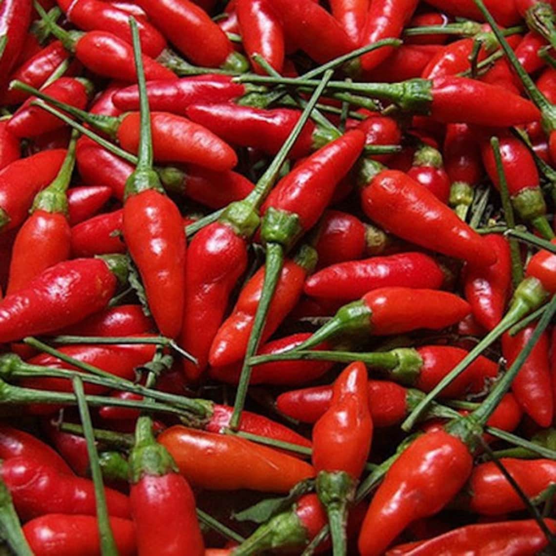 20 Capsicum Frutescens Sri Lankan Heen Kochchi Seeds Siling Etsy