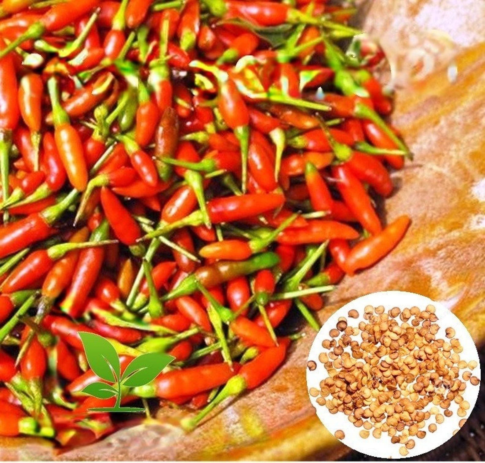 20 Capsicum Frutescens Sri Lankan Heen Kochchi Seeds Siling Etsy